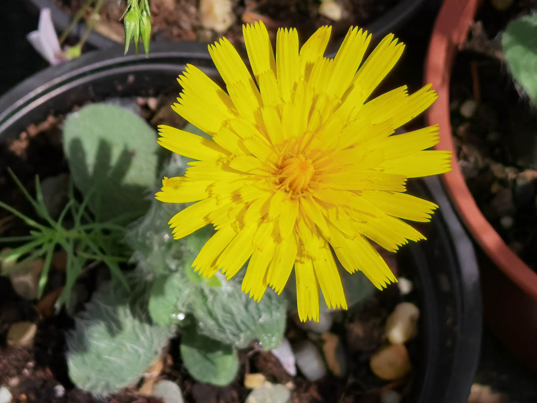 Hieracium villosum photo